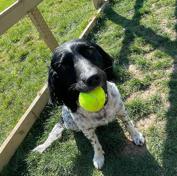 Dog Playing Catch with Ball