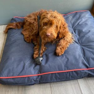 Dog Relaxing in Bed