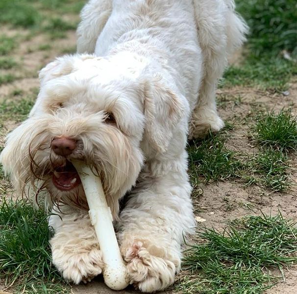 Dog with Bone Chew Toy