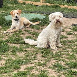 Dogs Outdoors Daycare