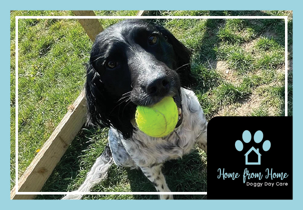 doggy daycare kings langley